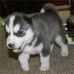 Brillant siberian husky chiots disponibles