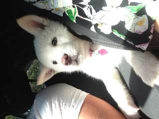 akita m&#226;le et femelle pour adoption