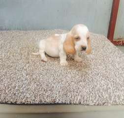 chiot basset  hound pour adoption