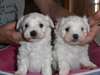 Chiots bichon maltais - photo 1