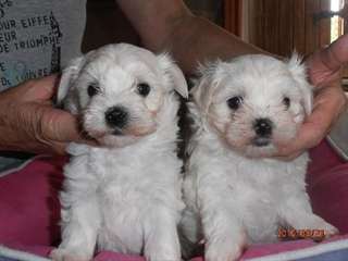 Chiots bichon maltais