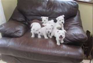 Belles West Highland Terrier chiots