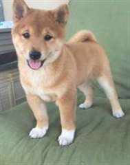 Les chiots Shiba exquis.