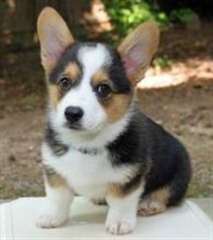 Chiots Welsh Corgi Pembroke