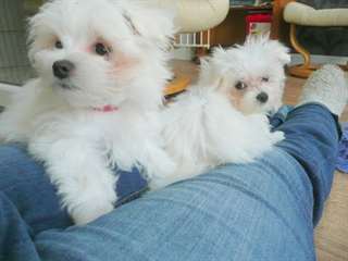 Magnifiques chiots MALTESE  pour adoption