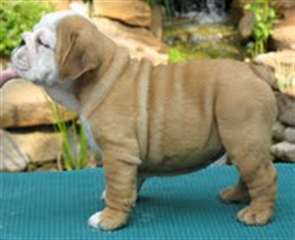 Bulldog anglais chiots disponibles