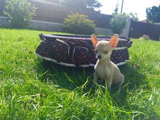 Donne chiot chihuahua courts poils courts