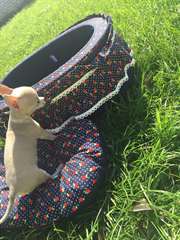 Donne chiot chihuahua courts poils courts