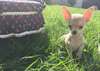 Donne chiot chihuahua courts poils courts - photo 2