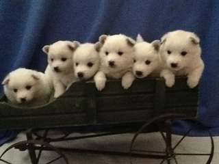 Belles chiots eskimau americain