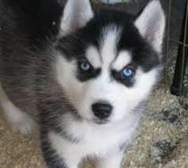 Magnifique husky sibérien chiots disponibles