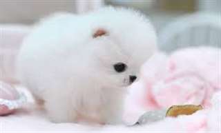 Brillants poméranies chiots disponibles