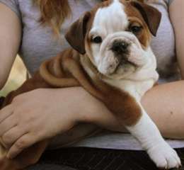 mâles et femelles Eglish bulldog chiots disponible