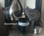 adorables chatons British shorthair - photo 1