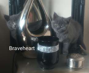 adorables chatons British shorthair