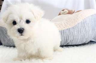 Chiots maltais pour adoption...