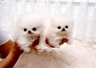 Chiots de Poméranie belles