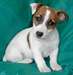 Chiots de Jack Russel disponibles - photo 1