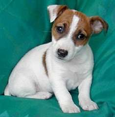 Chiots de Jack Russel disponibles