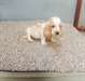 chiot basset  hound pour adoption - photo 1