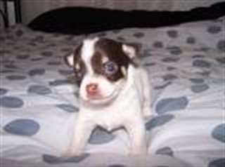 Adorable chiot chihuahua pour adoptions