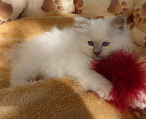 Adorables chatons sacré de birmanie