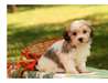 Chiots bichon havanais - photo 2