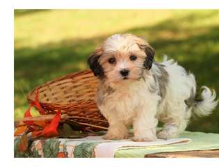 Chiots bichon havanais