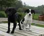 Chiots Mix Labrador disponible - photo 2