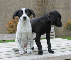 Chiots Mix Labrador disponible