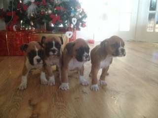 Chiots Boxer Ready Now