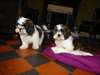 bébés shih tzu rehoming. - photo 1