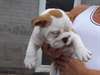 Chiots Bulldog Anglais - photo 1
