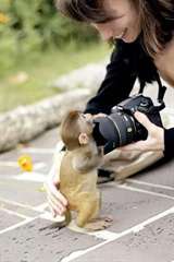 adorable Bébé singe Capucin