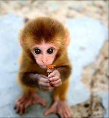 Bébé Singe Capucin très bien apprivoisé