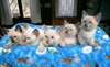 adorables chatons siamois A Donner  : 4 chatons de - photo 1