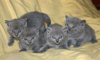 adorables chatons chartreux