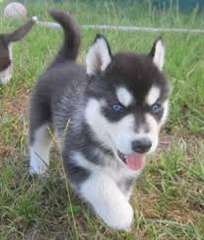 exceptionnelle de husky sibérien chiots disponible