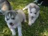 Husky sibérien - photo 1
