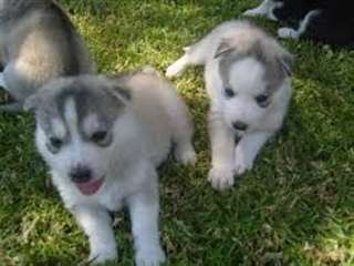 Husky sibérien