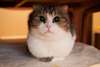 Chatons Scottish Fold - photo 1