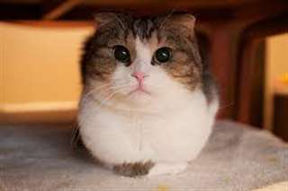 Chatons Scottish Fold