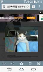 Recherche chattons à donner Montréal