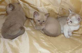Chaton Burmilla disponible pour vous