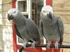 Couple Perroquet gris du gabon apprivois&#233; Couple d - photo 1