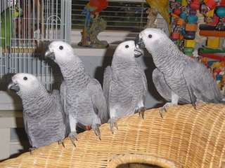 Bébé perroquet gris du Gabon