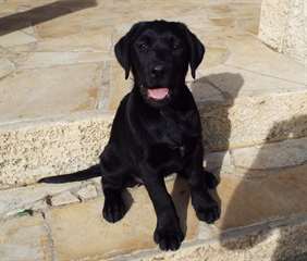 Chiot labrador noir disponible .