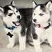 Chiots husky siberien male et femelle - photo 1
