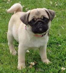 Chiots carlin male et femelle