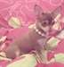 Chiot chihuahua - photo 1